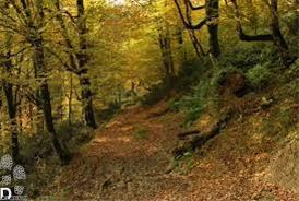  فروش زمین 900 متر مربعی دوبر درگلسار رشت